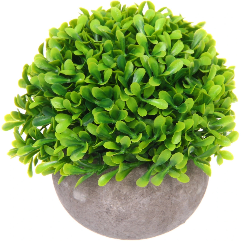 Цветочная композиция «Green garden» 10*12см в горшке, зелень