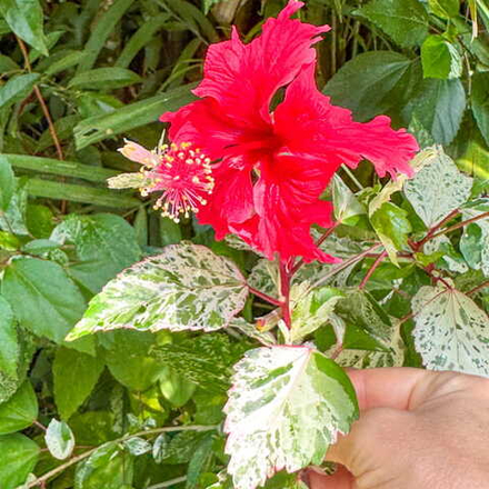 Гибискус китайский вар – Hibiscus rosa-sinensis var