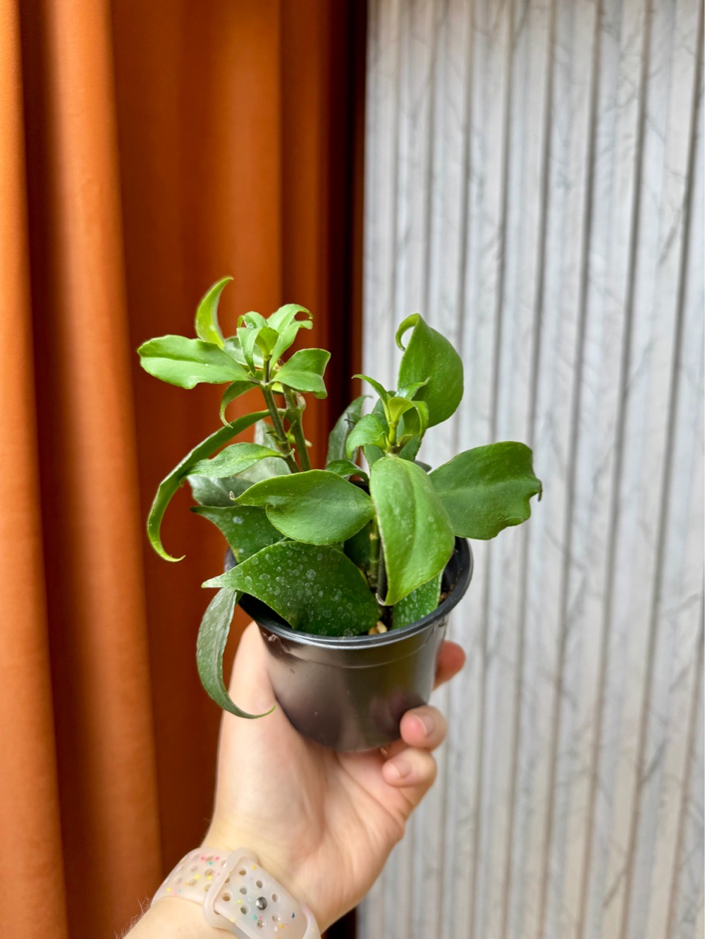 Эсхинантус Жар Птица, D9см Н15см, 1шт, Urban Jungle