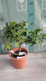 C. deliciosa × C. sinensis “Cadenera”