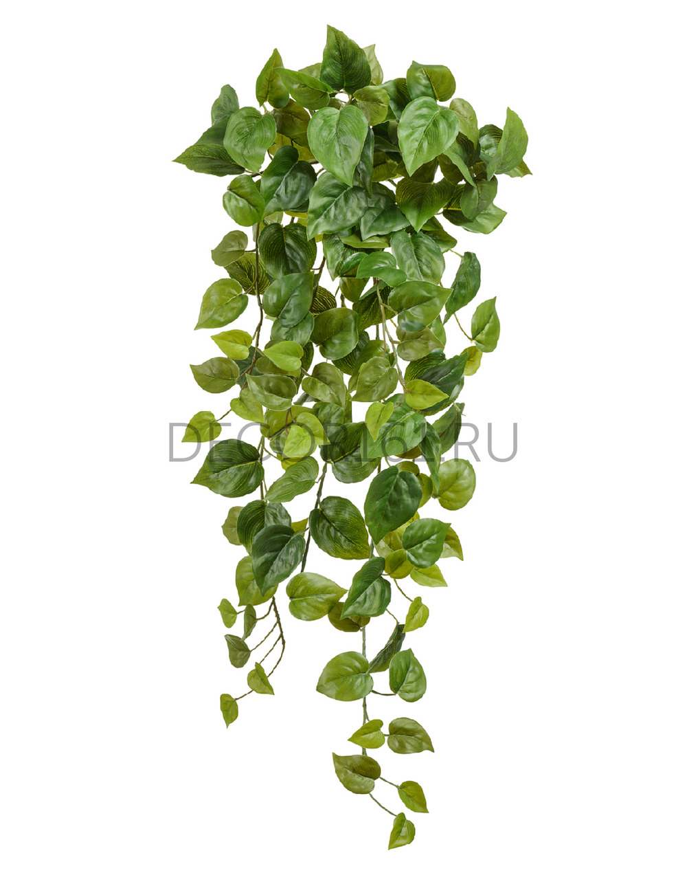 Филодендрон Сканденс ампельный средний (Sensitive Botanic) в-55 см 6/48 20.05200265N-M