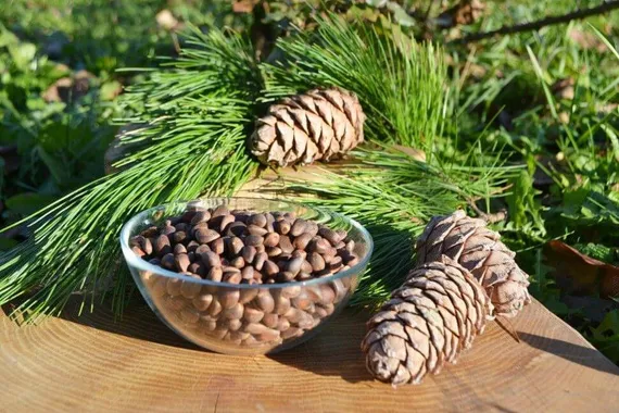 Кедровый орех в скорлупе 1 кг