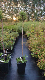 Сосна горная Винтер Голд С4 Ра 40-70