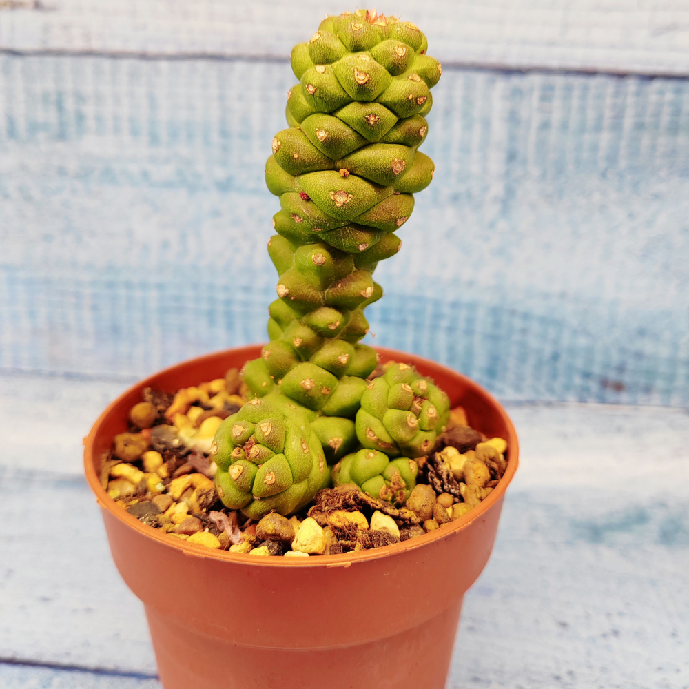 Monadenium ritchiei (Монадениум)