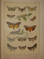 "Бабочки Европы. Описание наиболее известных видов и руководство к собиранию и определению бабочек и их гусениц". 1904г.