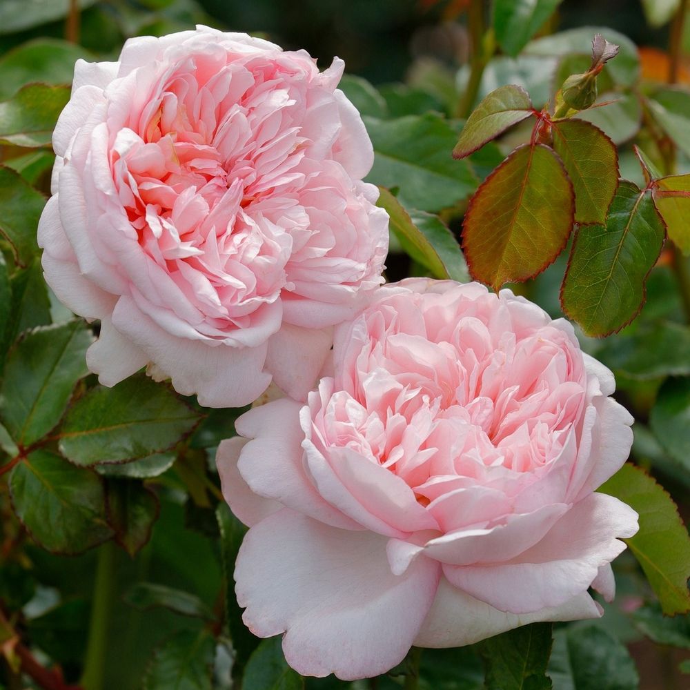 Мауриция (Mauritia)