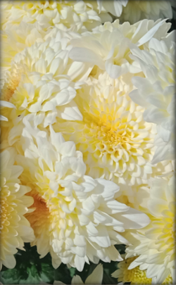 корейские хризантемы сорта зимостойкие