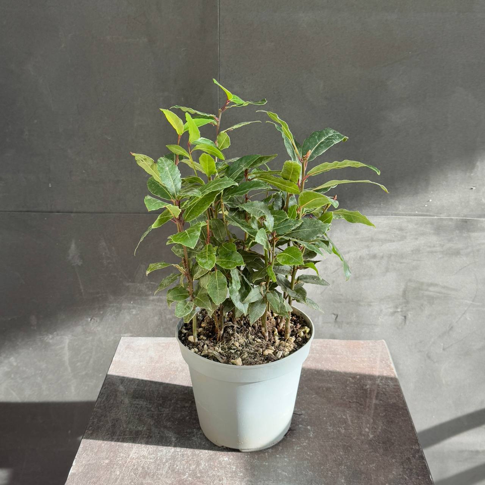 Лавр благородный (Laurus nobilis)