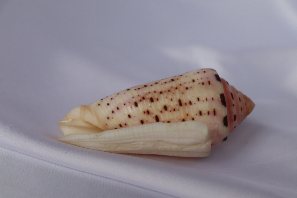 Конус аурисиацус (Conus aurisiacus), 6,7см, 1шт