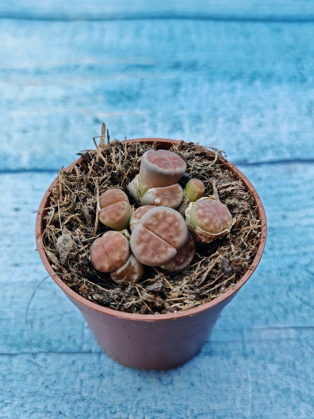 Lithops sp. (Литопсы)
