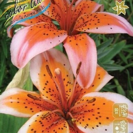 Лилия Оранж Электрик азиатская