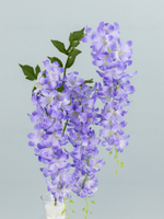 Глициния ампельная Маркиза