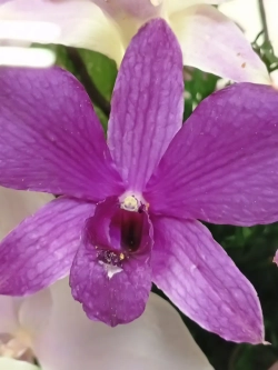 натуральные орхидеи в стекле, вакуум