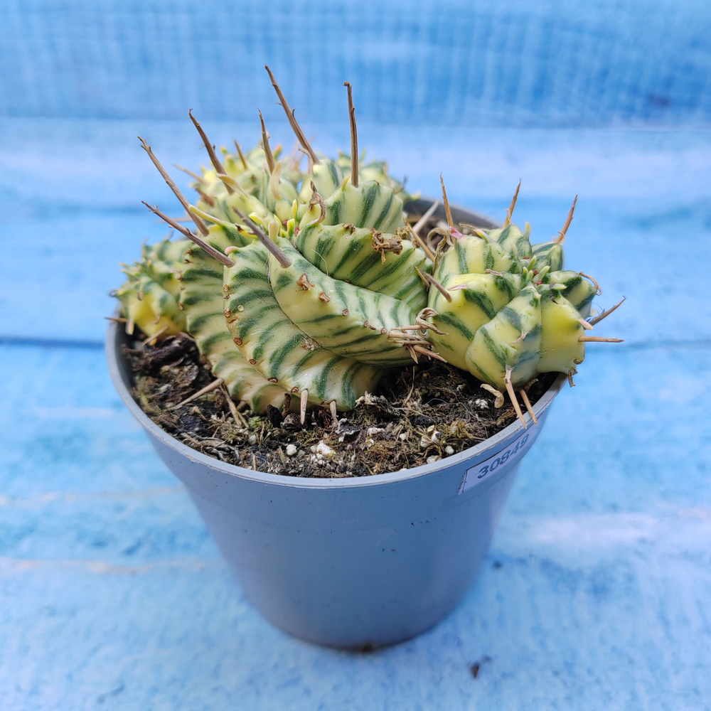 Euphorbia meloformis f. Variegated (Эуфорбия вариегатная)