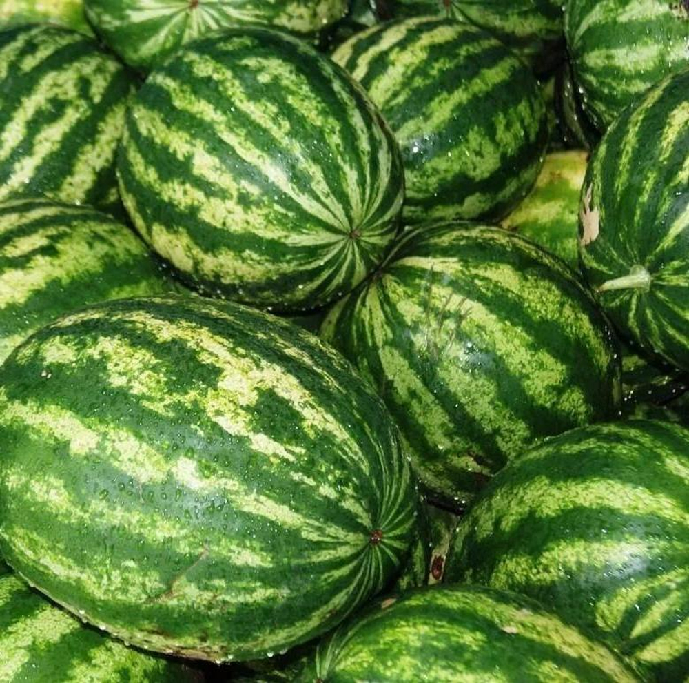 Арбуз Соренто F1 (50шт)  Витагрин Профи