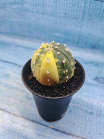 Astrophytum Asterias variagate (Астрофитум)