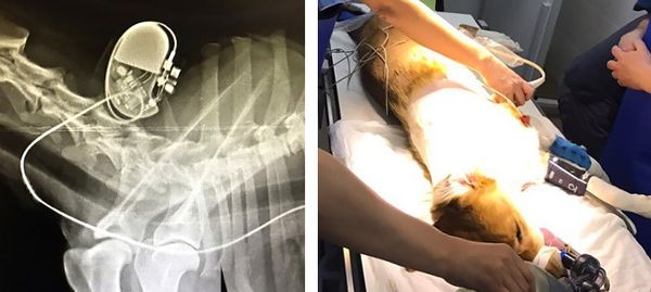 В Новосибирске собаке установили кардиостимулятор