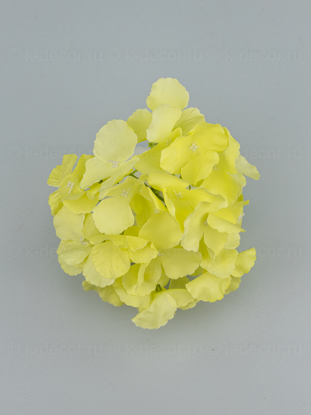 Гортензия Аннабель (голова)