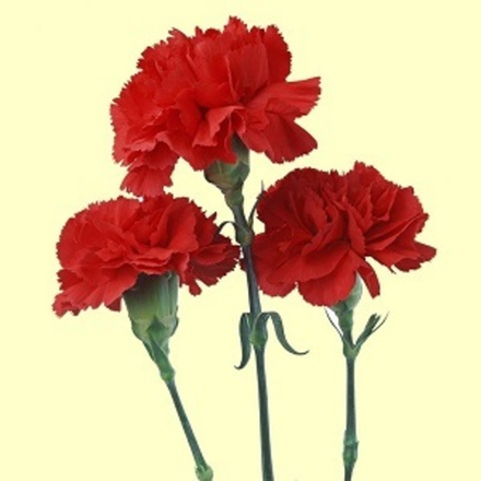 ГВОЗДИКИ ЦВЕТЫ 1777 (CARNATION FLOR BASE 1777 S.O.S.)