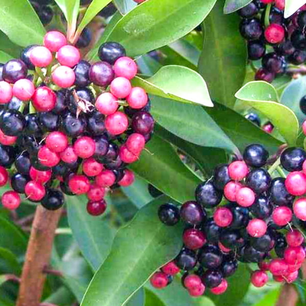 Ардизия эллиптическая – Ardisia elliptica