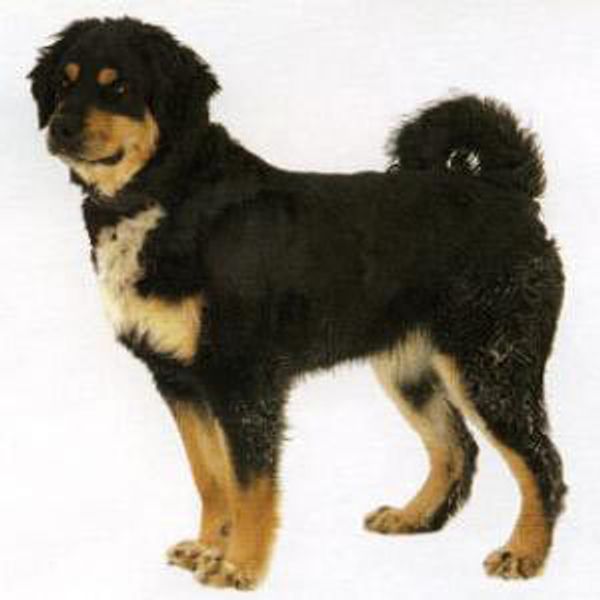 Бурят-монгольская собака Бурят-монгольская собака