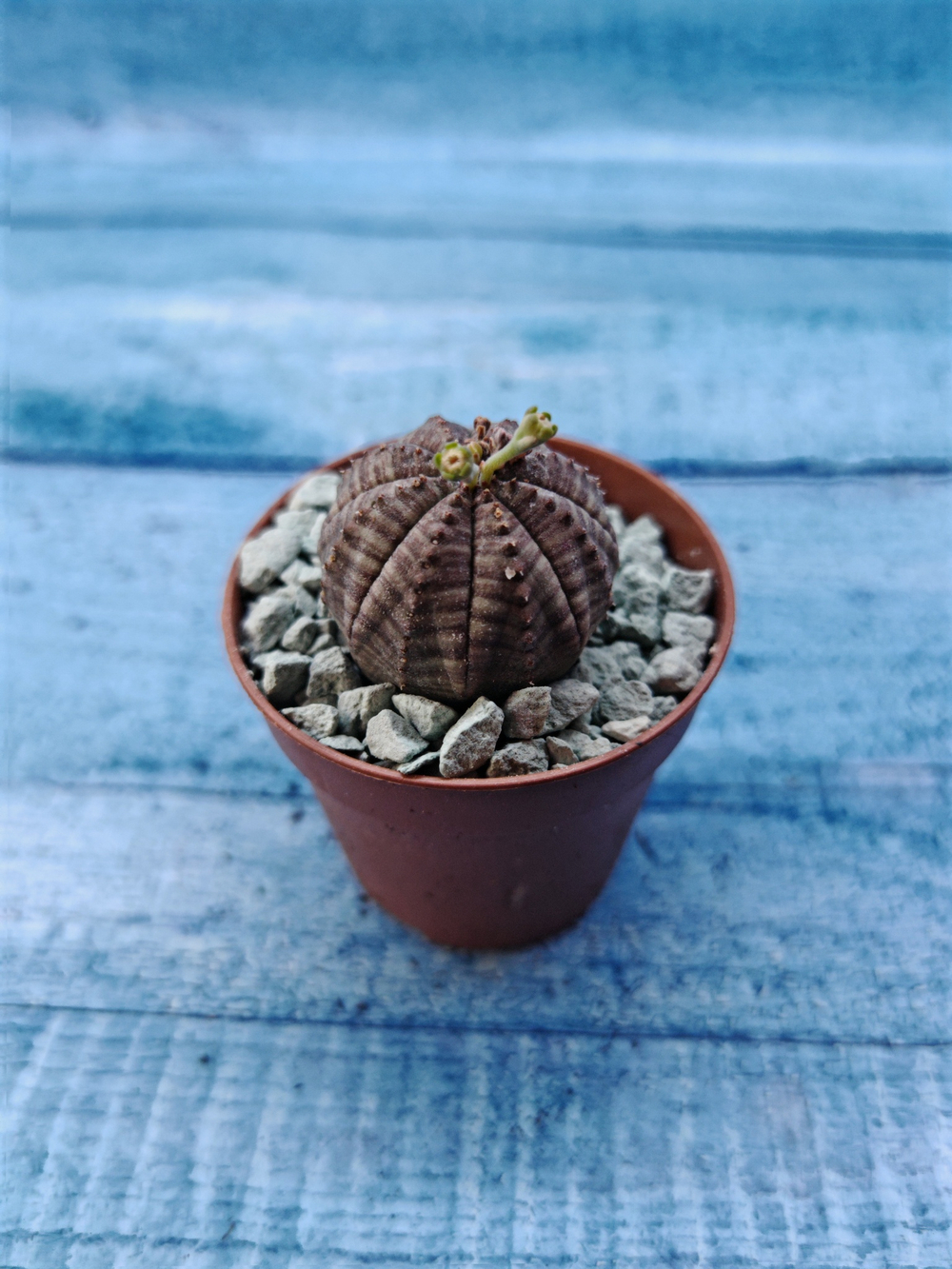 Euphoria Obesa (Эуфорбия)