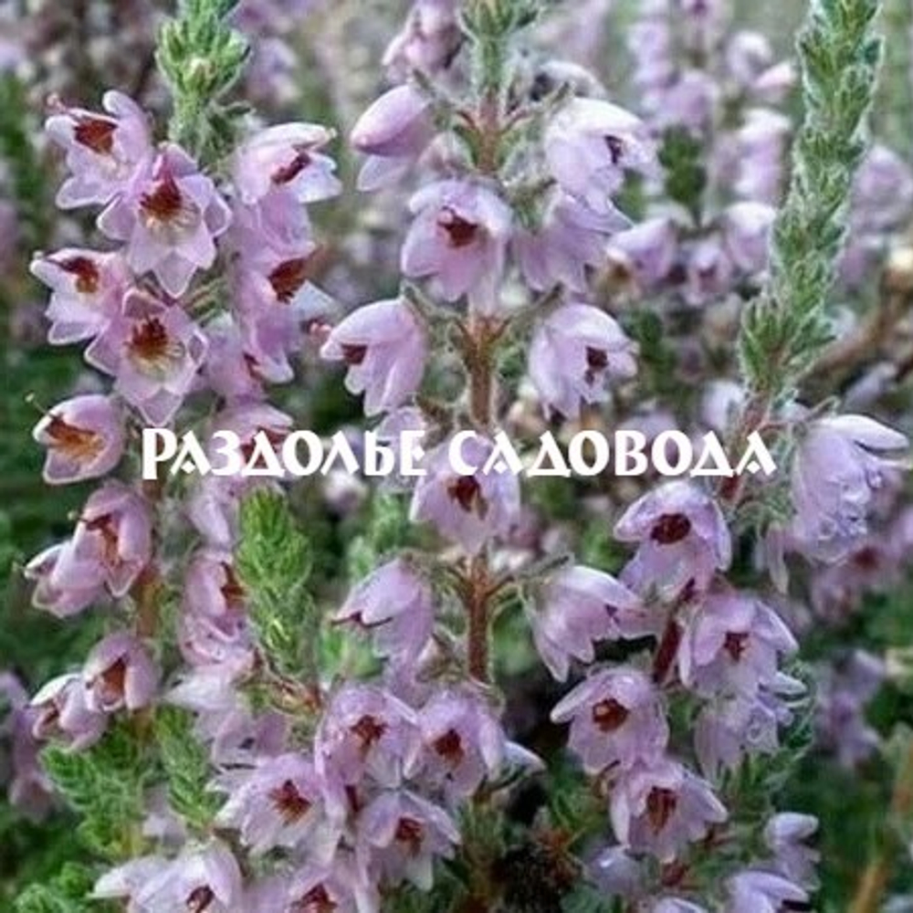 Вереск Сильвер Найт