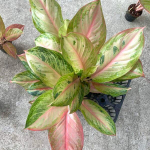 Аглаонема PINK MIRACLE (A131)