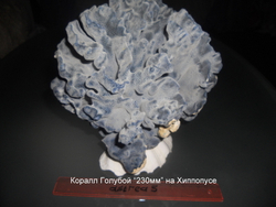 Коралл Голубой 180-270мм