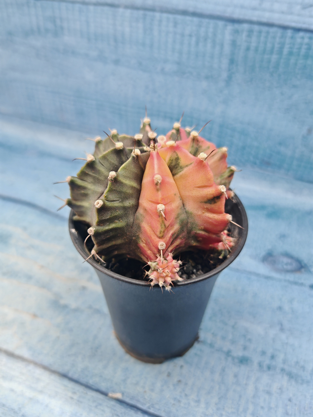 Gymnocalycium Variegata (Гимнокалициум Вариегатный)