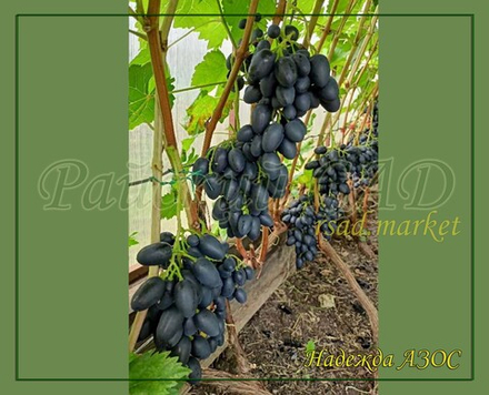 Виноград Надежда Азос