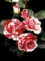 Роза флорибунда Токаде