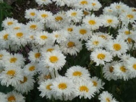 Нивяник наибольший Крейзи Дейзи С2