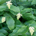 Смилацина волосистая. Smilacina hirta.