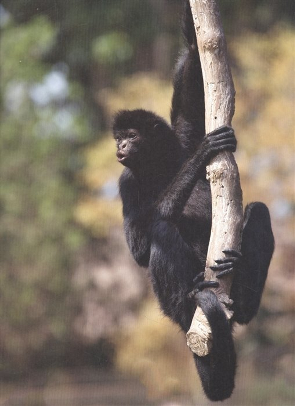 ЭНЦИКЛОПЕДИЯ ДЛЯ ДЕТЕЙ новые. ОБЕЗЬЯНЫ