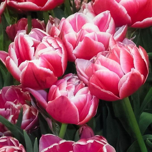 ЛУКОВИЦЫ ТЮЛЬПАН МАХРОВЫЙ КОЛУМБУС/COLUMBUS 11/12, DARIT 7 ШТ/УП