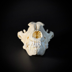 Череп волка