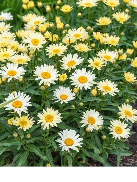 Нивяник Бродвей Лайтс С2 Закупка М39 июнь 2026