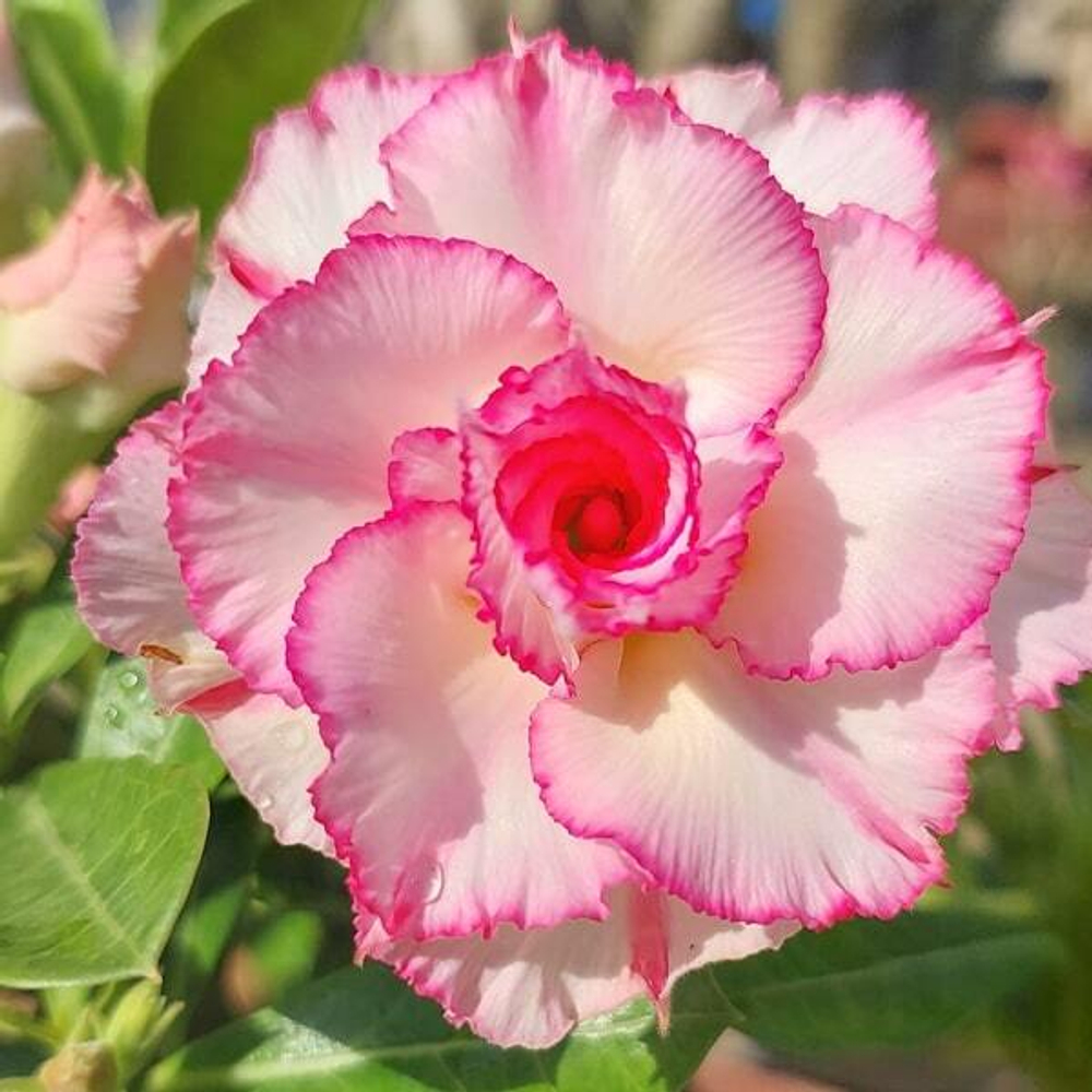 Адениум обесум 360 Sỹ Thư