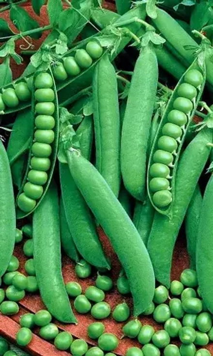 Горох Алтайский Изумруд УрДачник