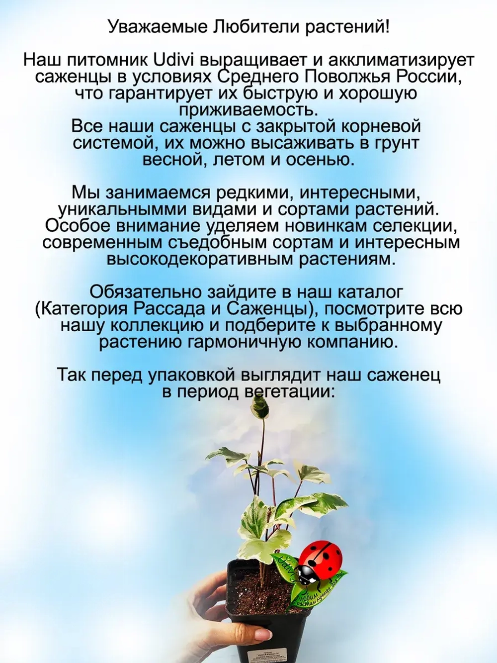 Хедера Канарский плющ