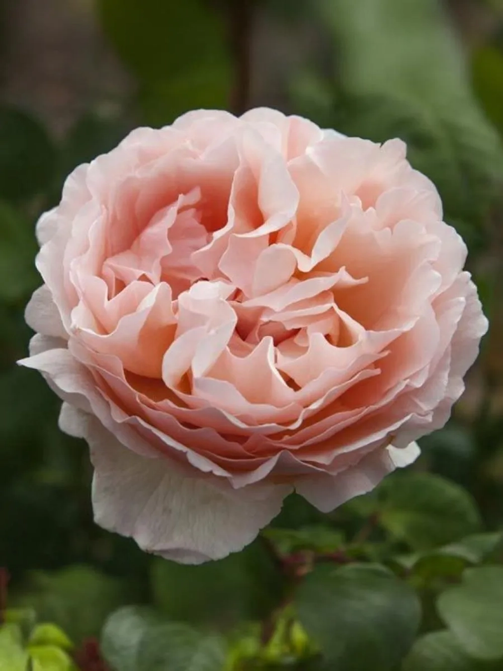 Роза чайно-гибридная Принцесса Шарлин де Монако