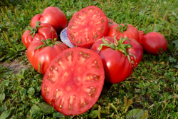 Легендарная Сызранская Розовая Ранняя Помидора