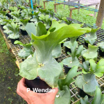 Платицериум P.WANDAE