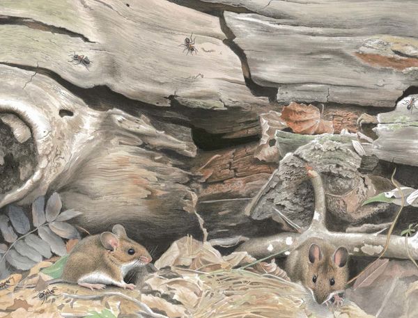 Мышиная книга