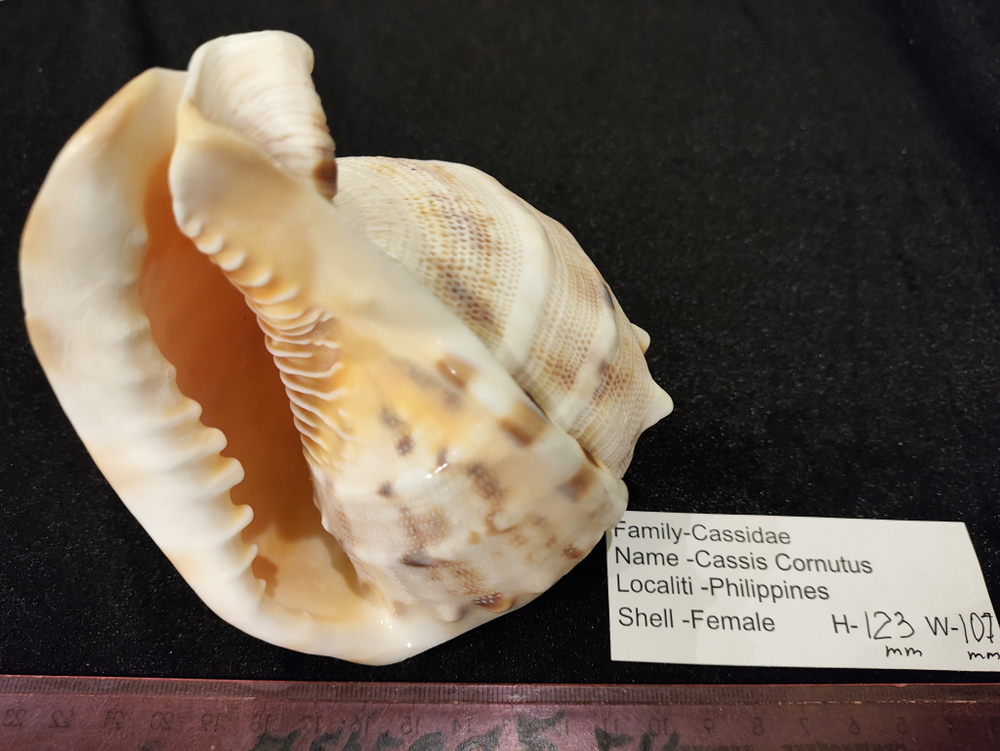 Кассис Корнута (100-200-215 мм)