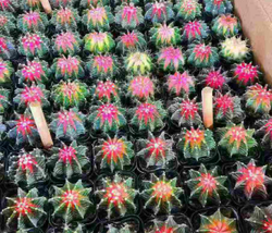 Кактус super mix д.10