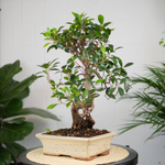 Бонсай Фикус 50см