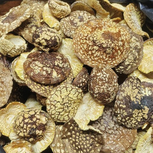 Шляпки королевский