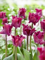 Тюльпан Экзотический Краун оф Негрита